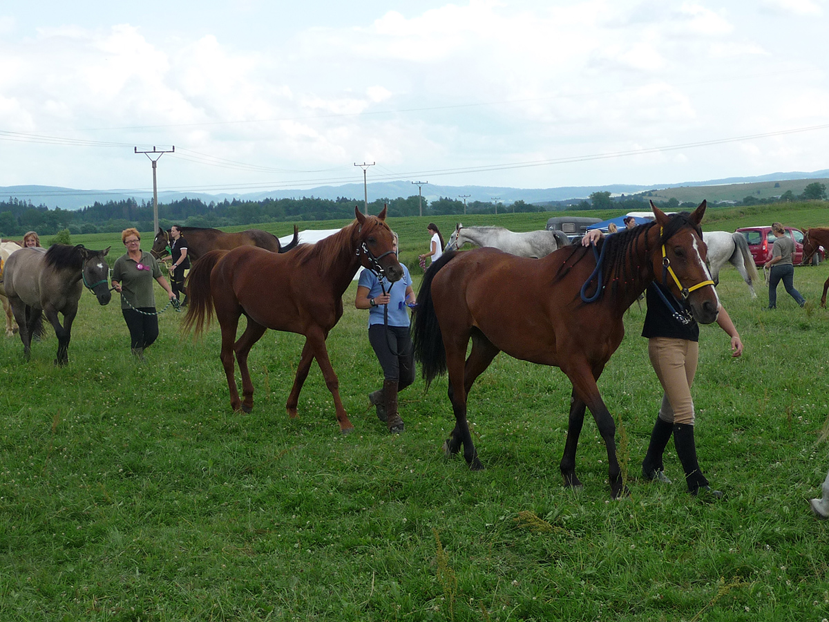 Preteky koní (jún 2013)